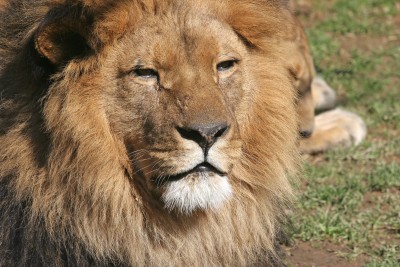 lion